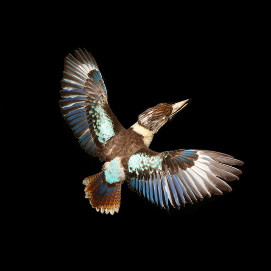 Call of the Kookaburra